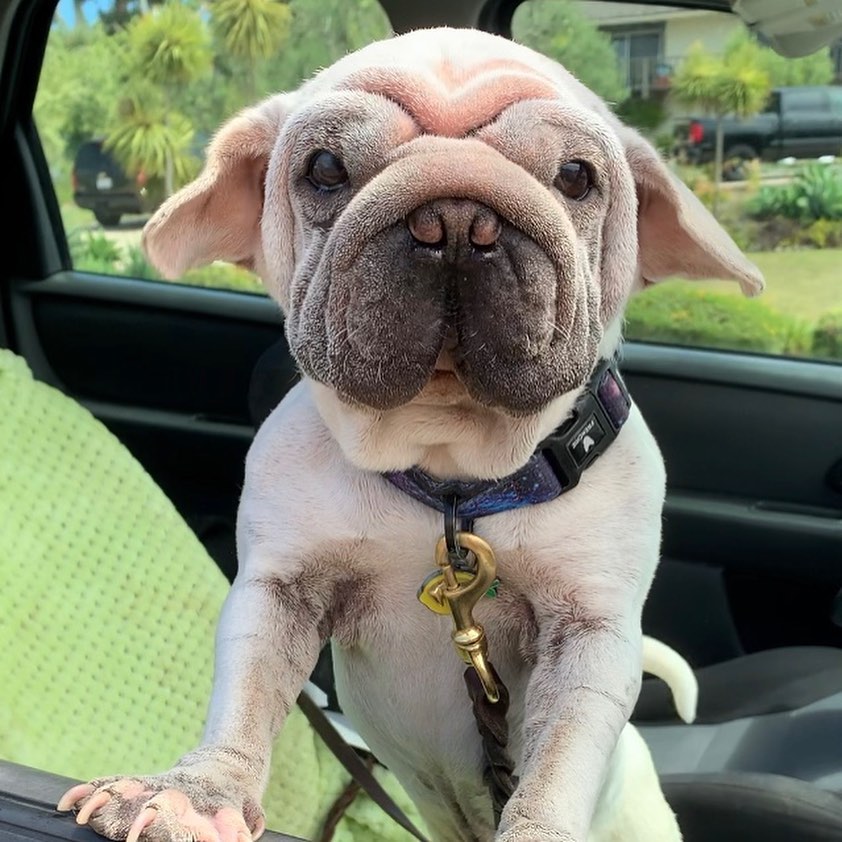 perro con aspecto de Yoda