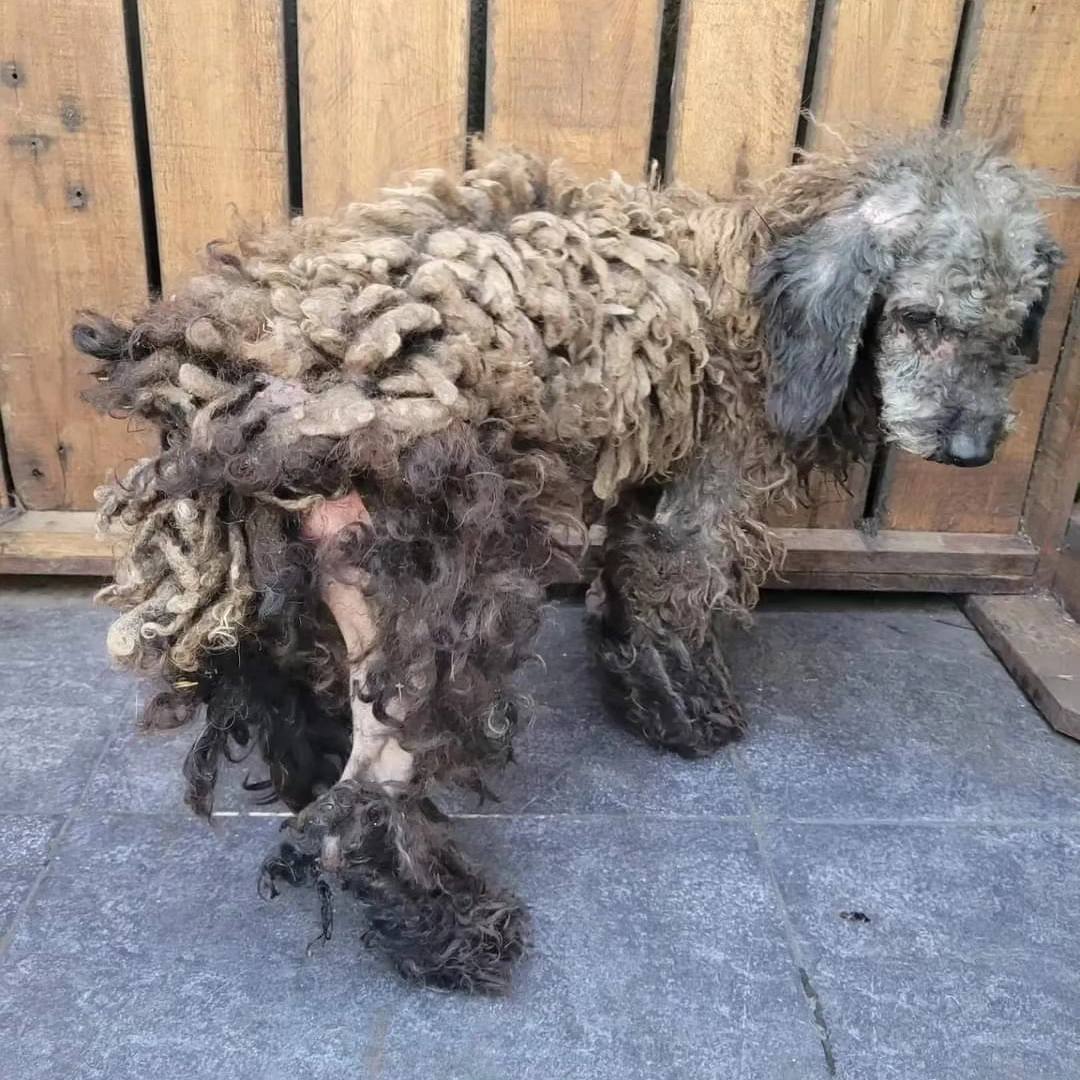 perro con pelaje enmarañado