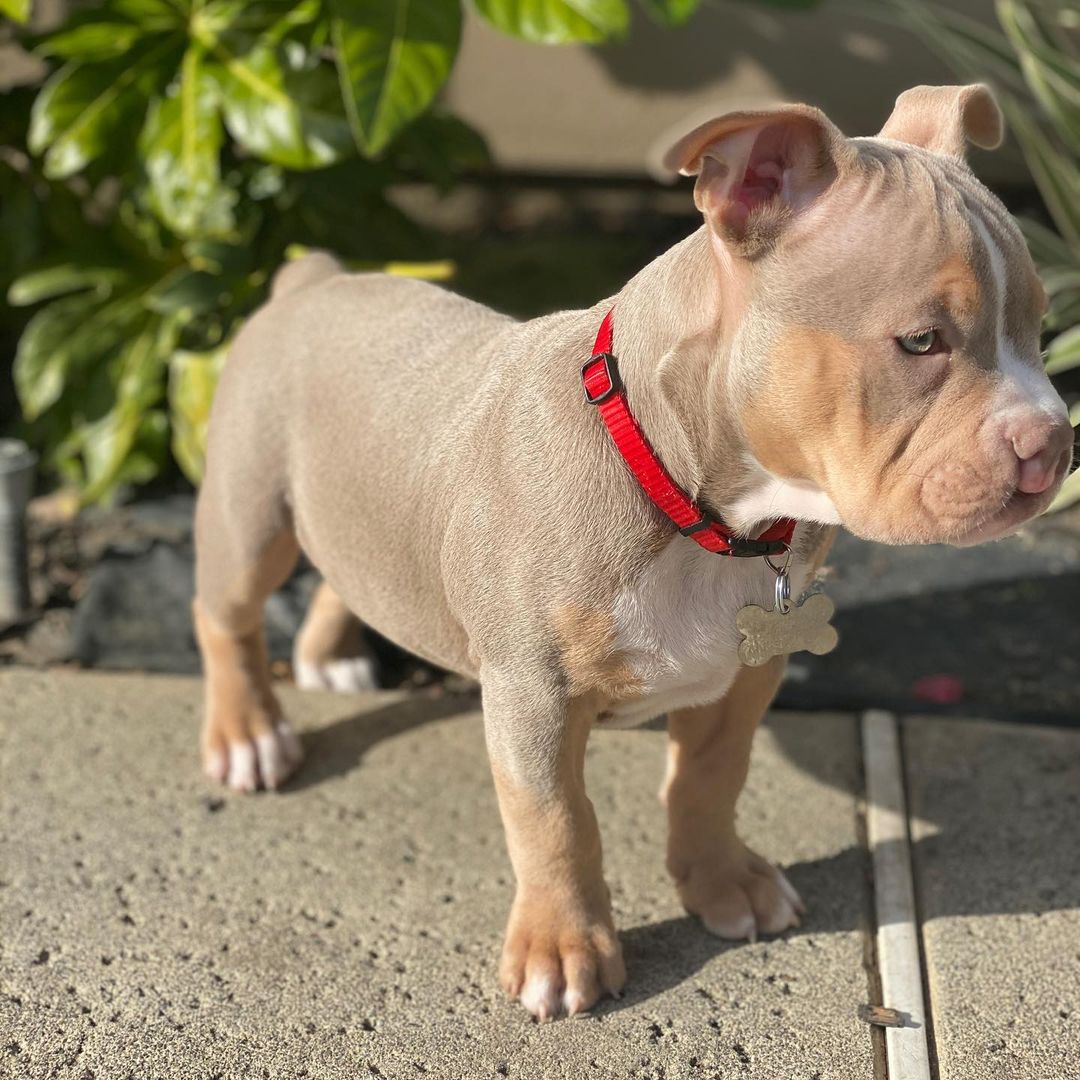 perro con collar rojo