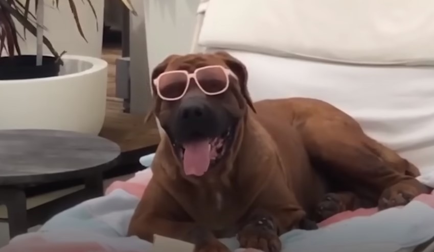 perro con gafas de sol