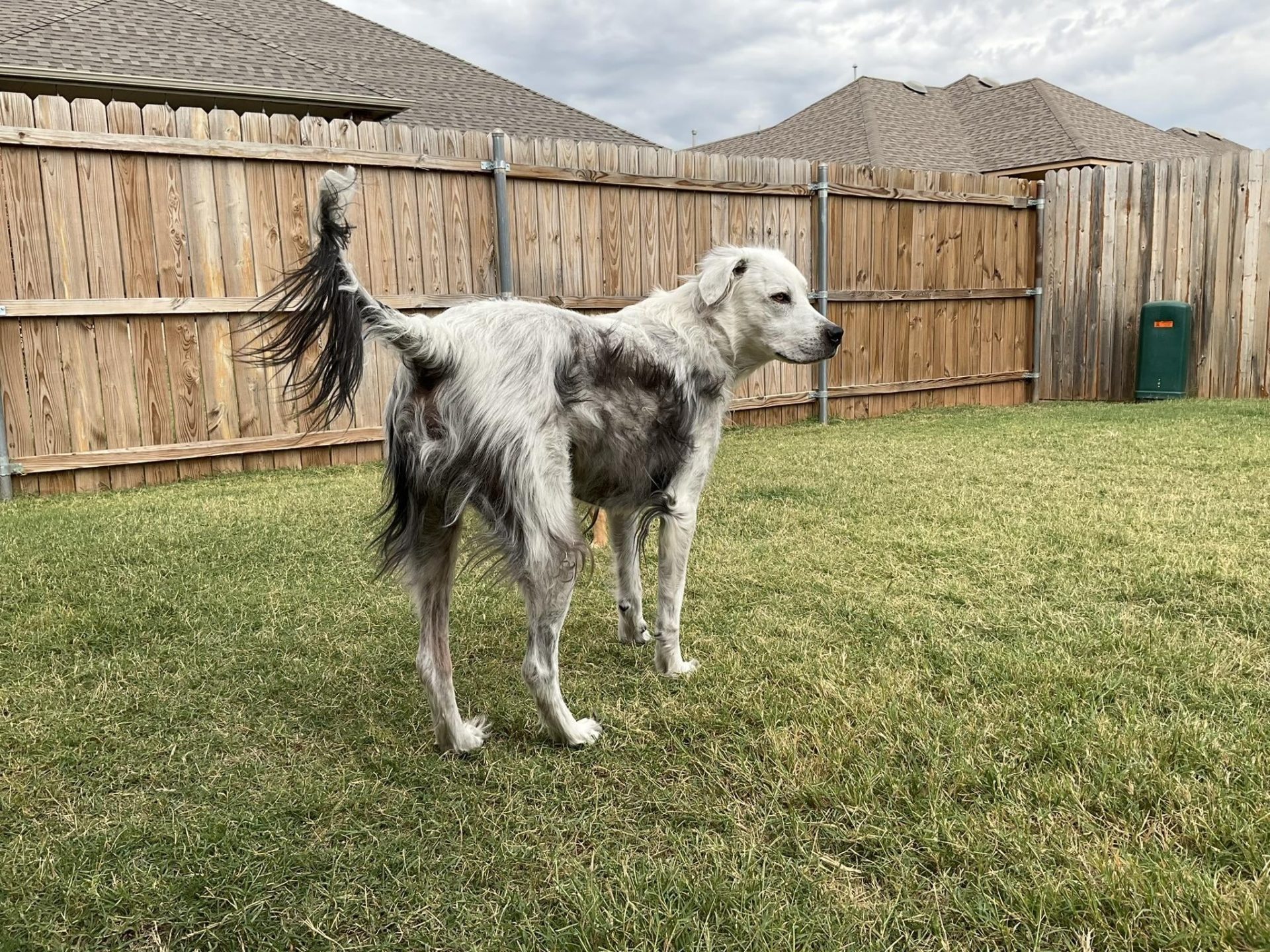 perro con pelaje blanco