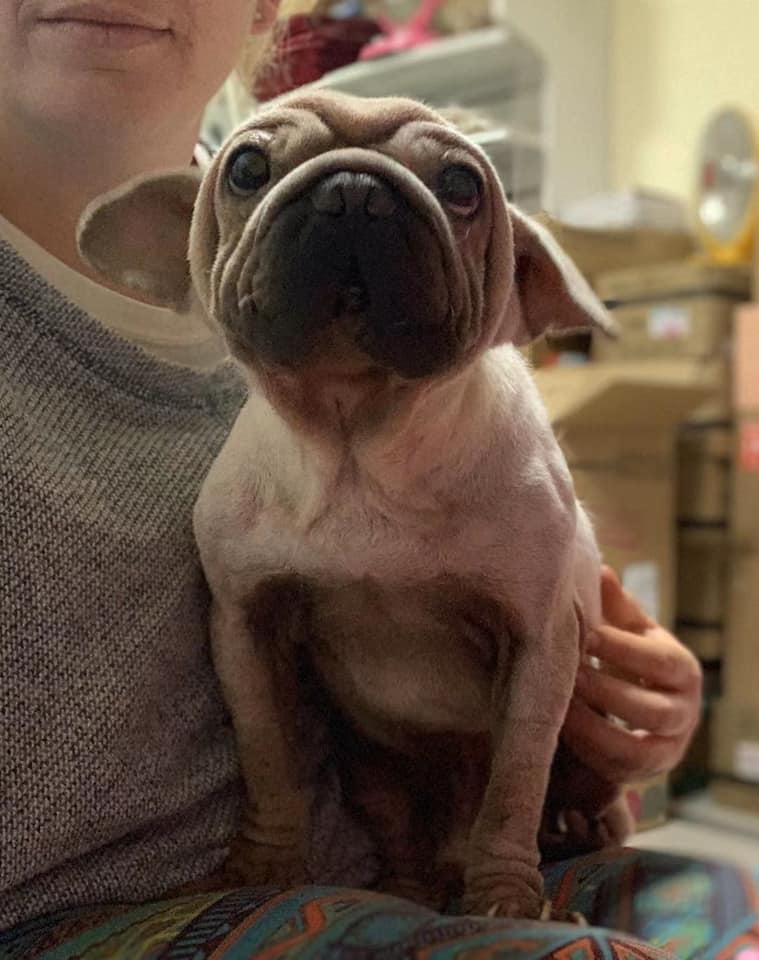 perro con orejas de Yoda