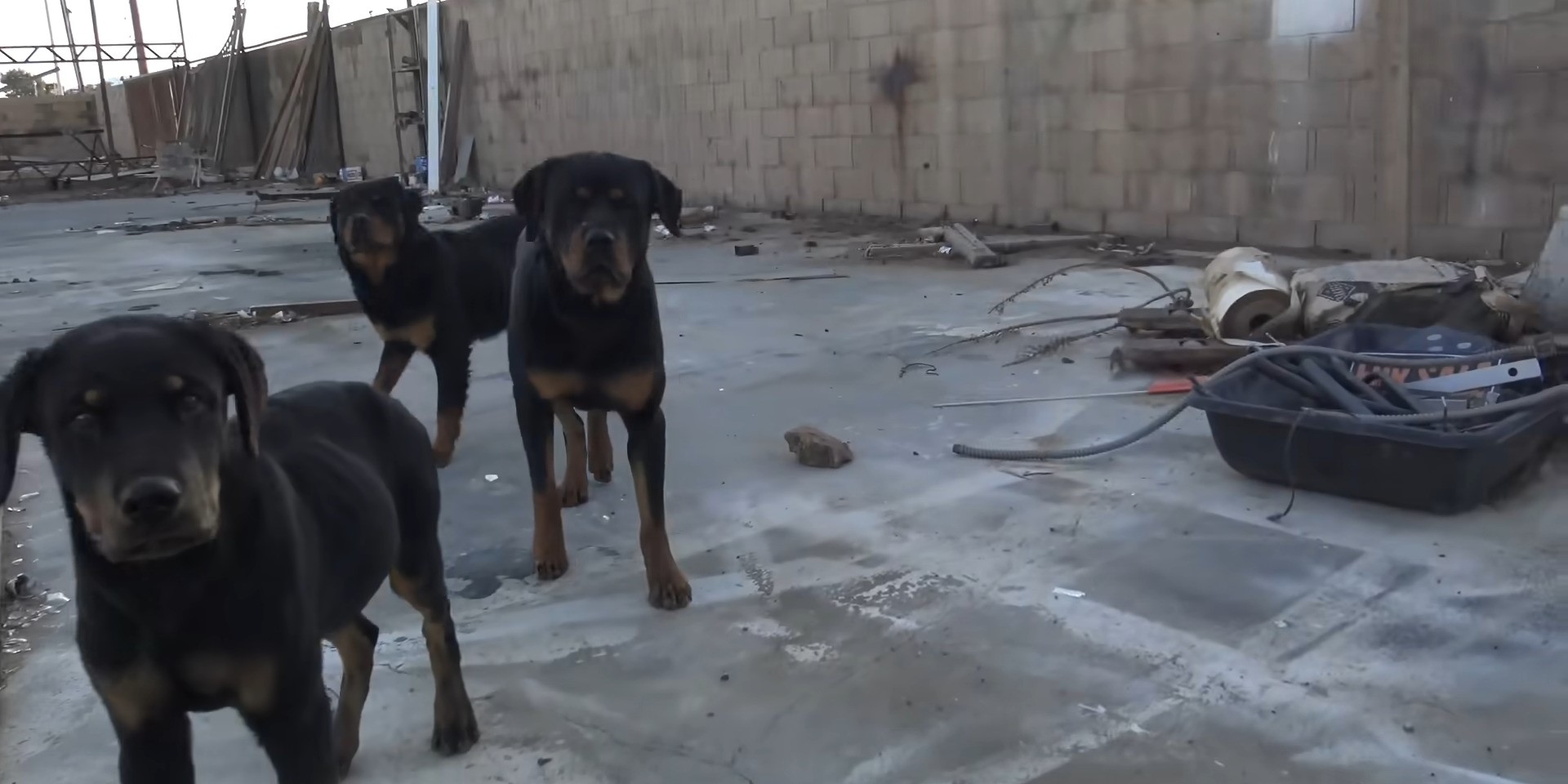 perros abandonados sin comida ni agua