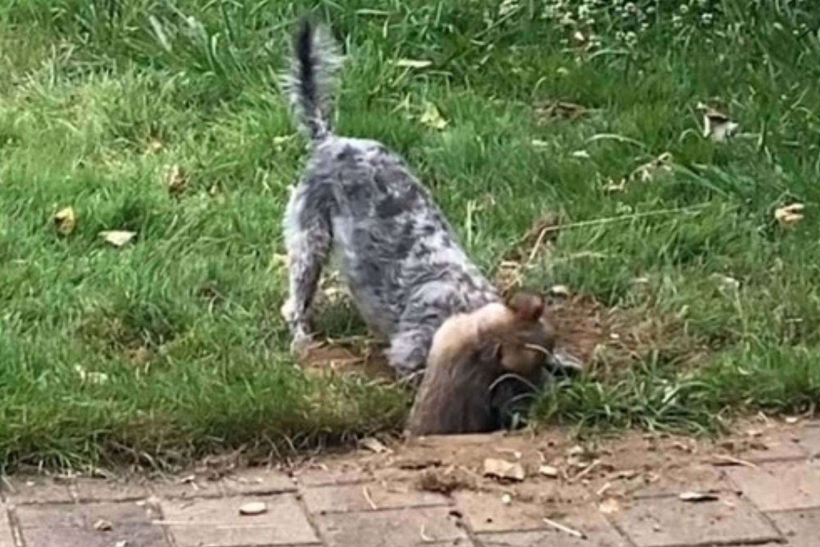 perros cavando un hoyo