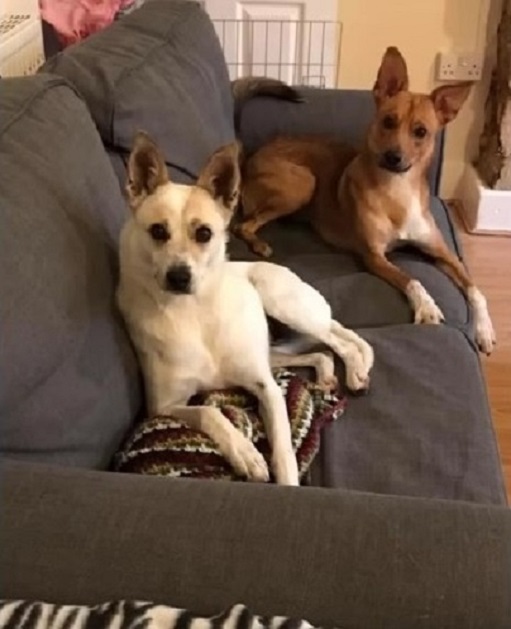perros tumbados en el sofá