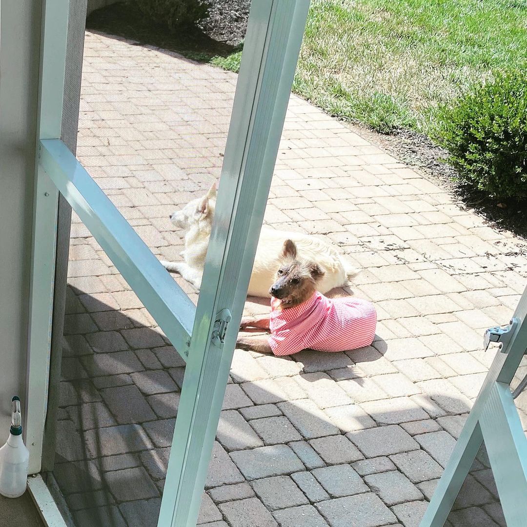 perros al aire libre en el sol