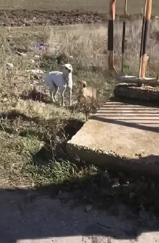 perros al aire libre