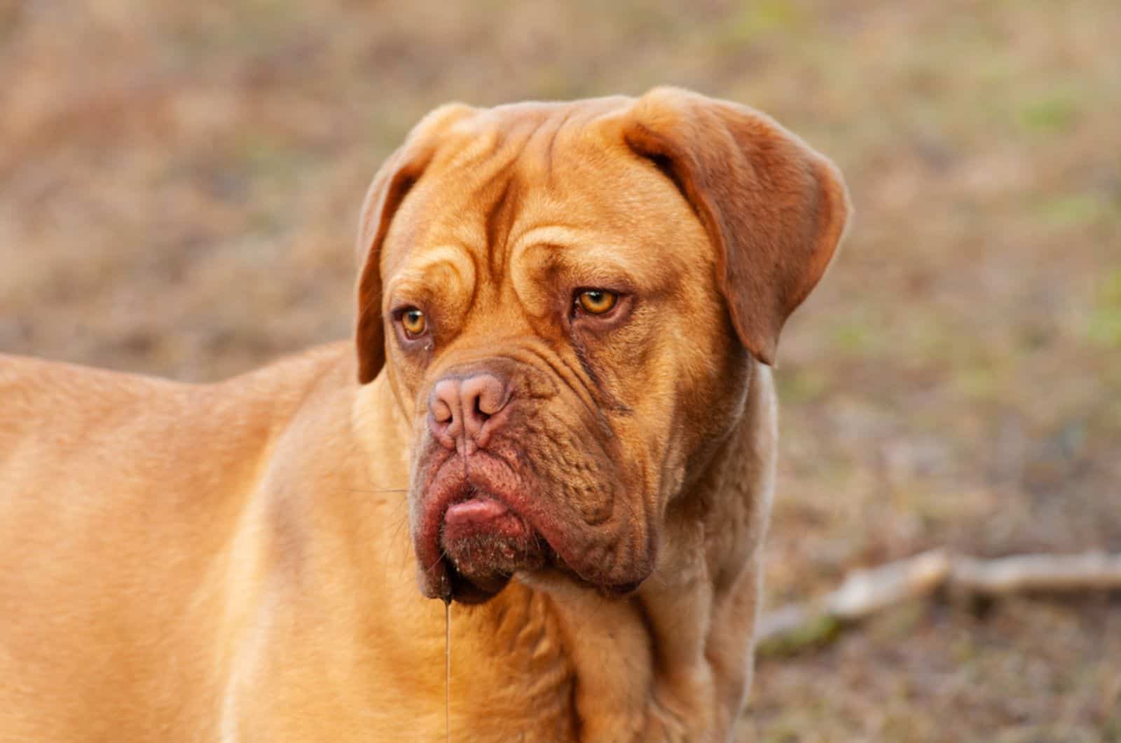 dogue de burdeos babeando
