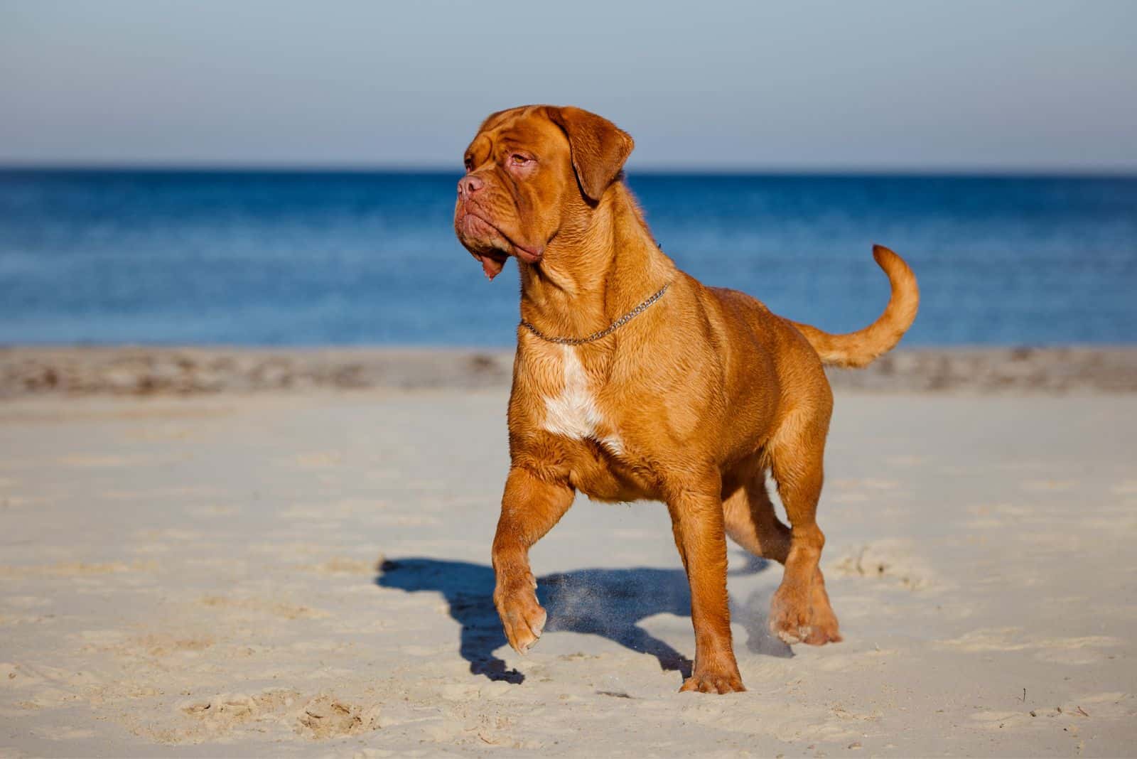 Dogue de Burdeos en la playa