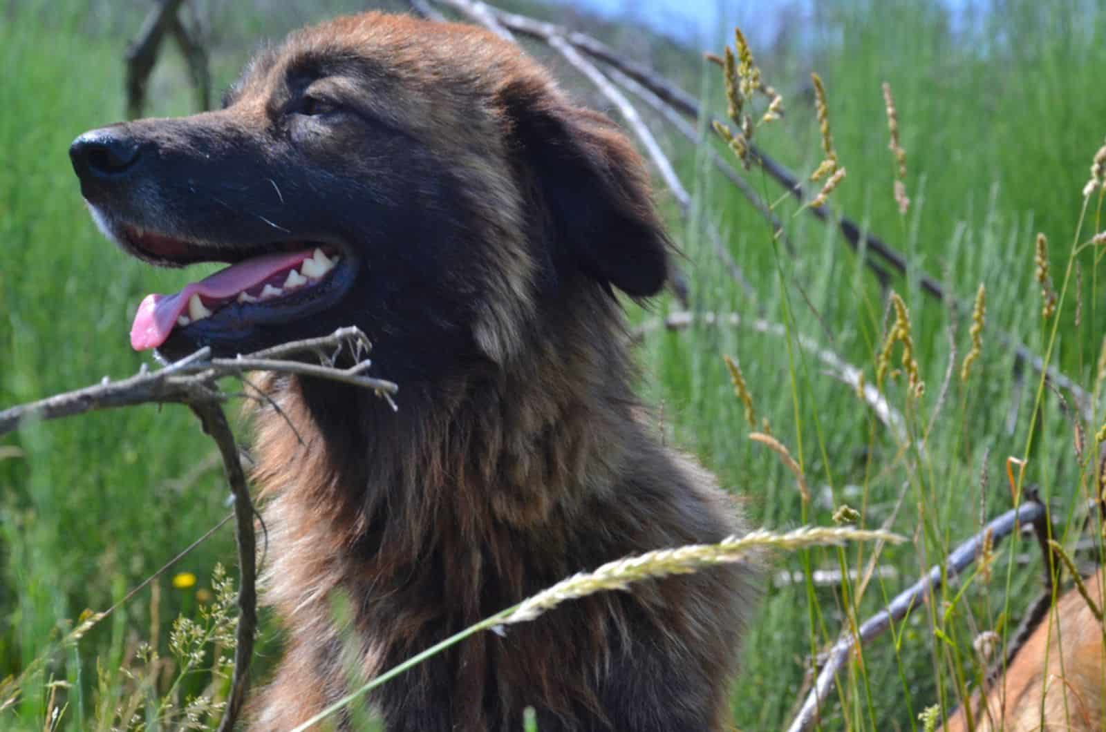 perro de la serra de estrela en la naturaleza