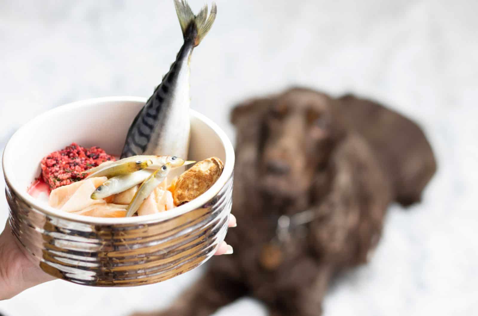 pescado en un cuenco para un perro