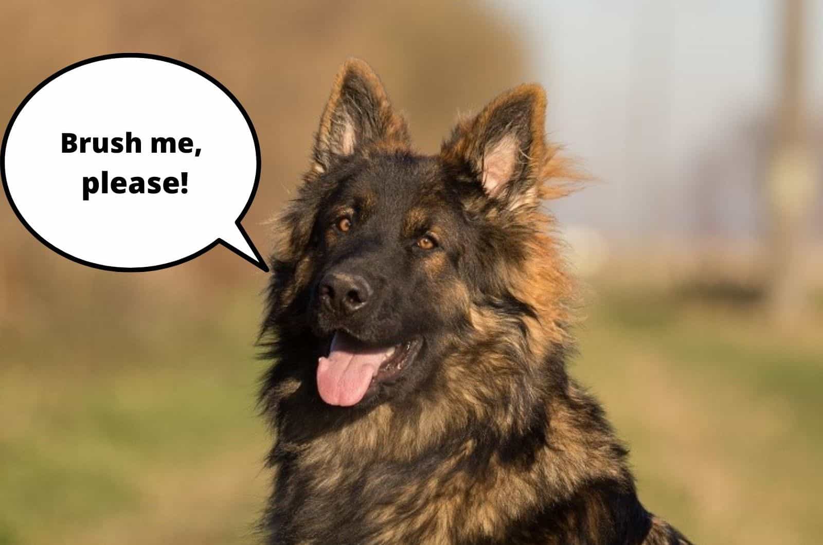 esponjoso perro pastor alemán sentado al aire libre