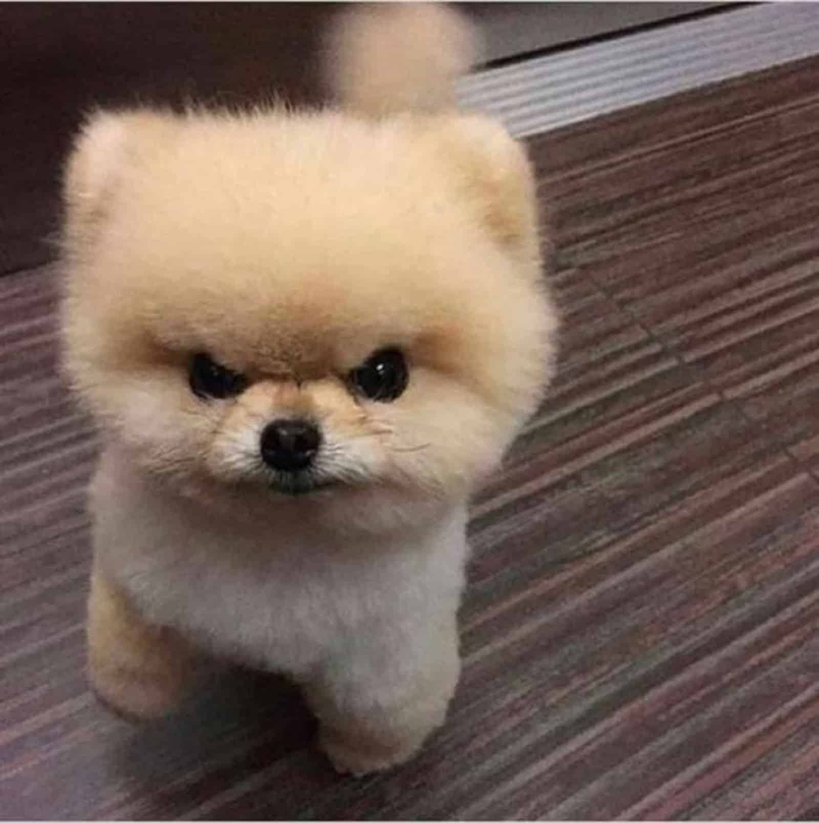 pomerania esponjoso luciendo enojado