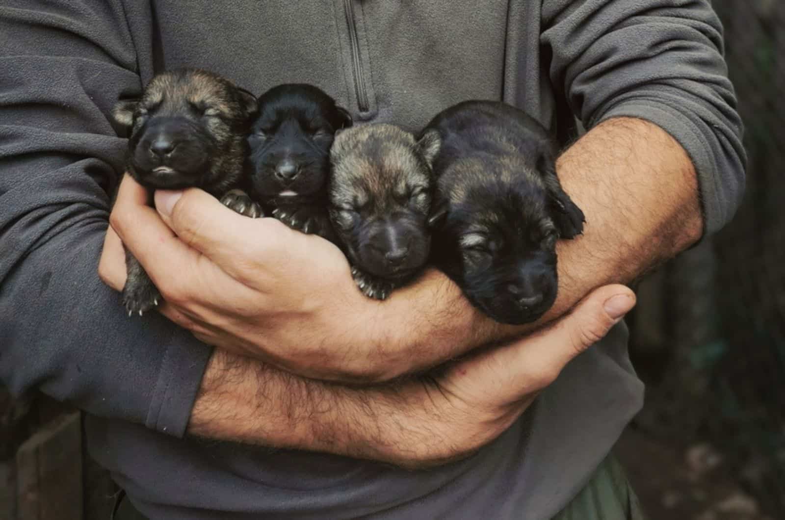cuatro cachorros recién nacidos de pastor alemán en los brazos de un hombre