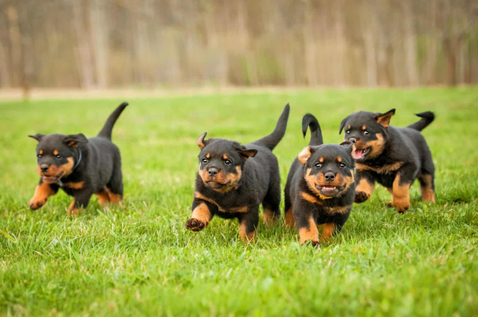 cuatro cachorros de rottweiler corriendo en el parque