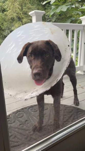 gracioso perro marrón con un cono alrededor de su cabeza