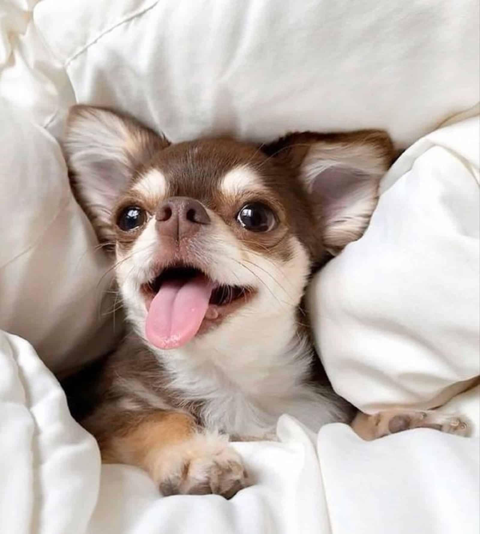 chihuahua divertido en la cama
