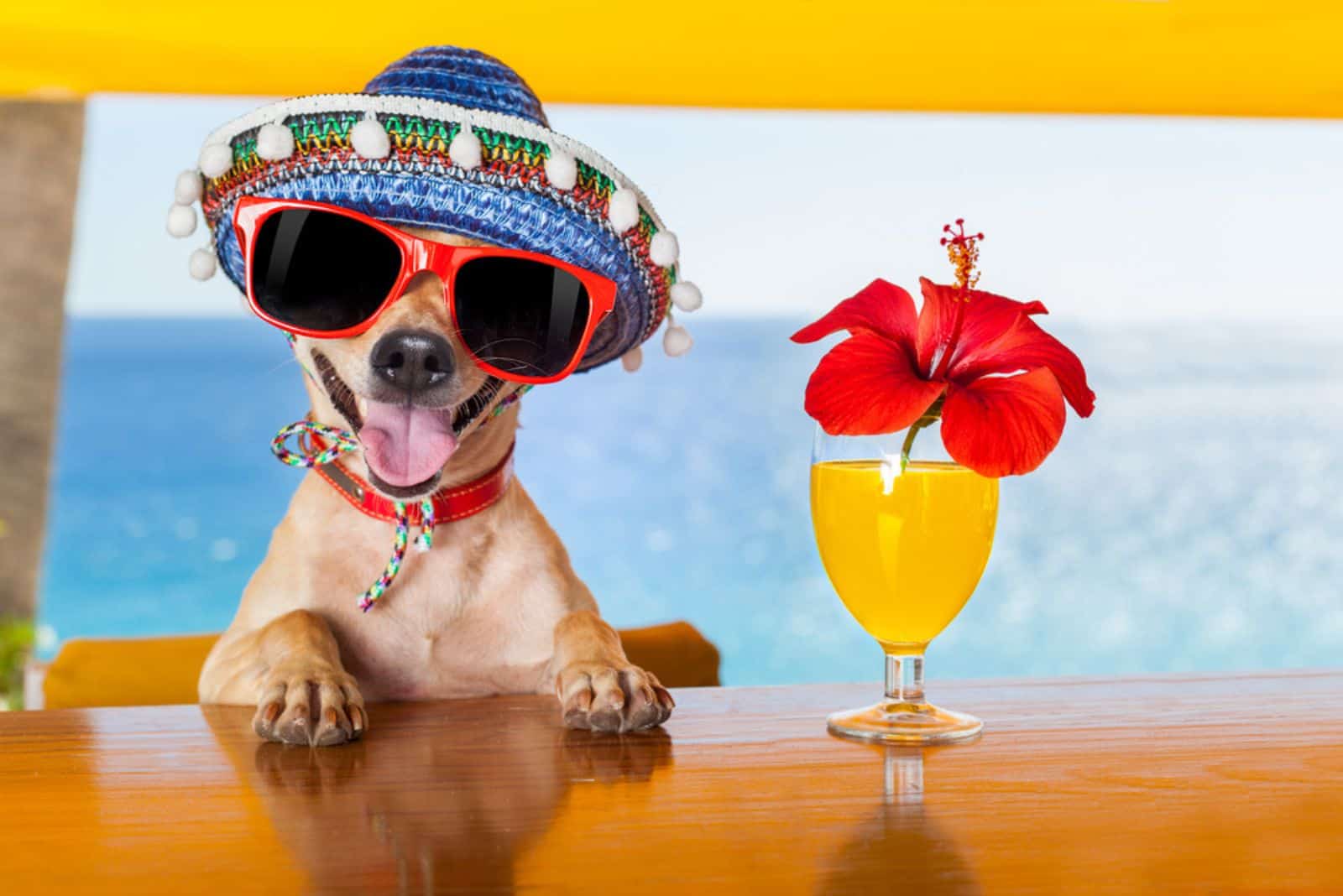 perro chihuahua gracioso y genial bebiendo cócteles