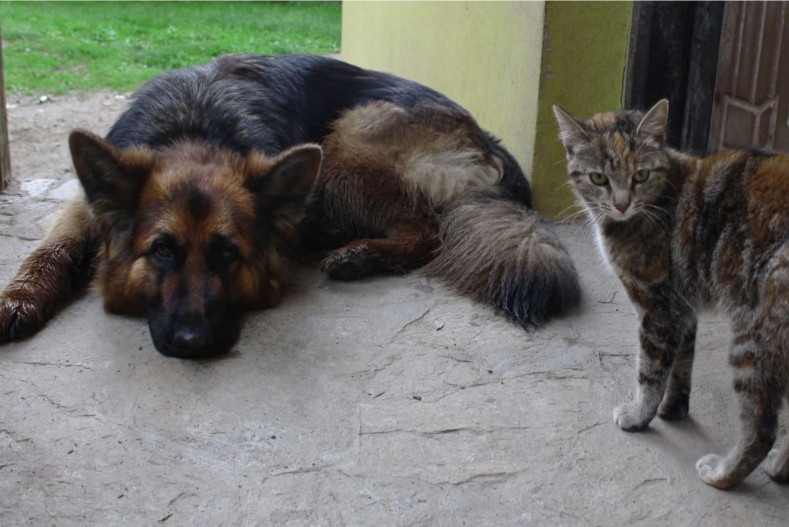 pastor alemán y gato descansando frente a la casa