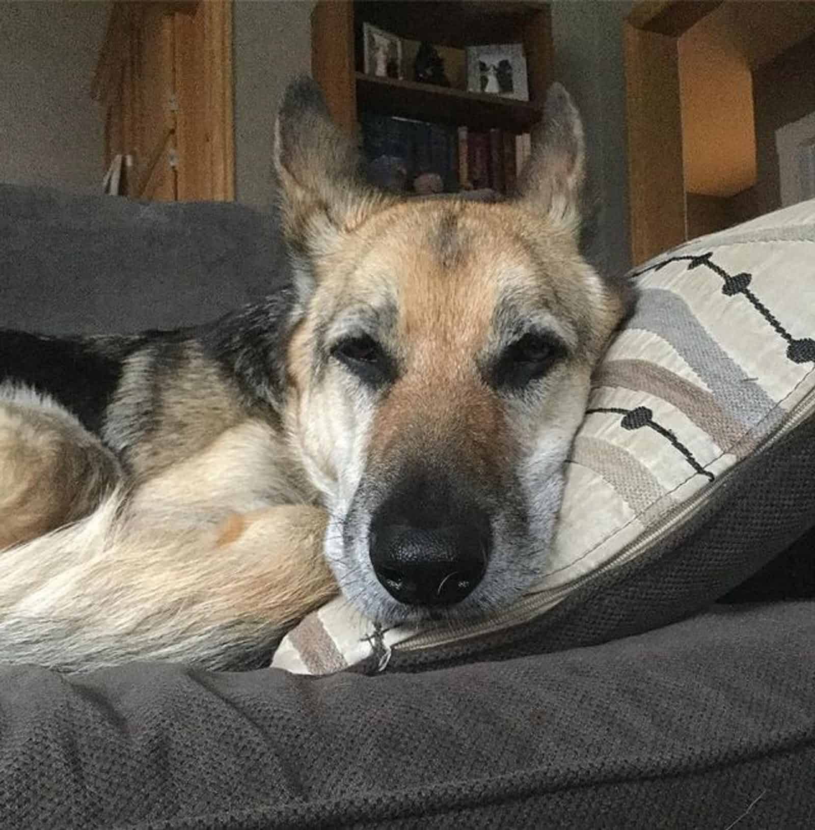 perro mezcla de pastor alemán coyote tirado en el sofá