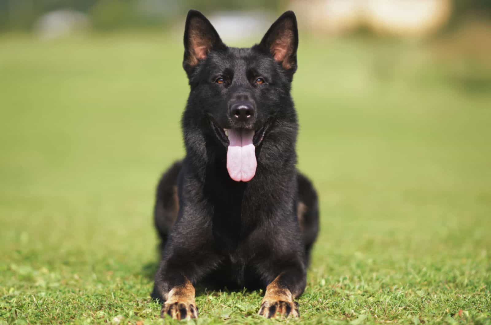 perro pastor alemán acostado en la hierba