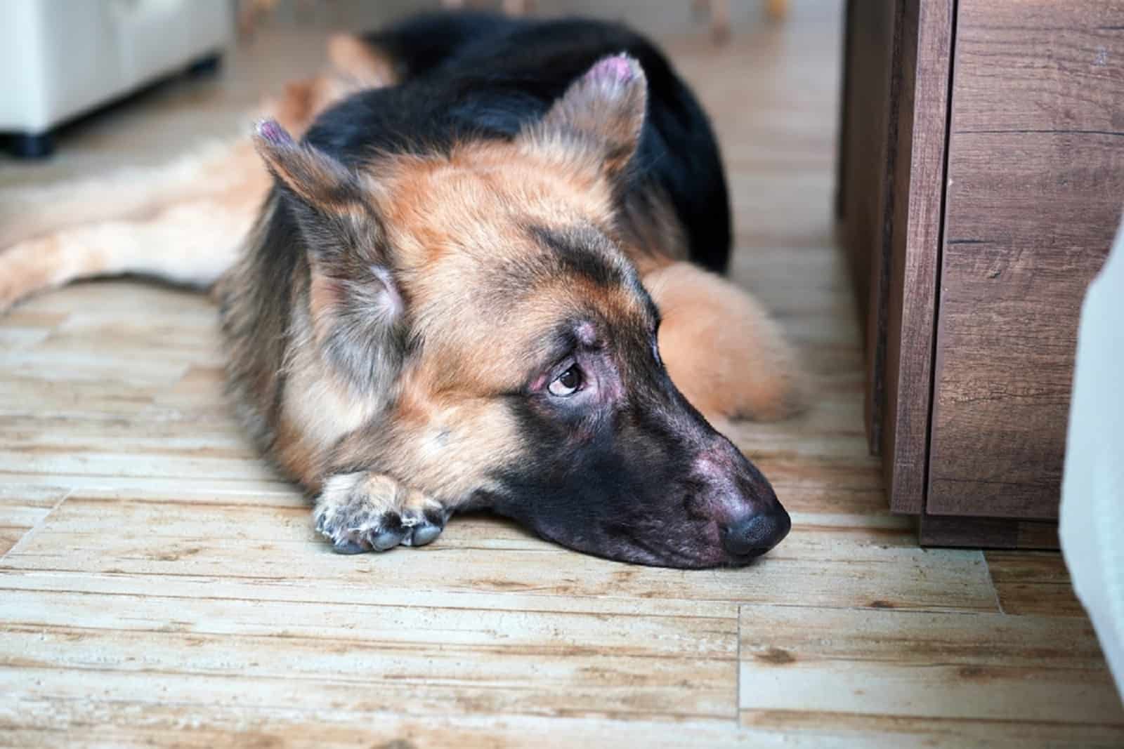 perro pastor alemán perdiendo pelo en su cara