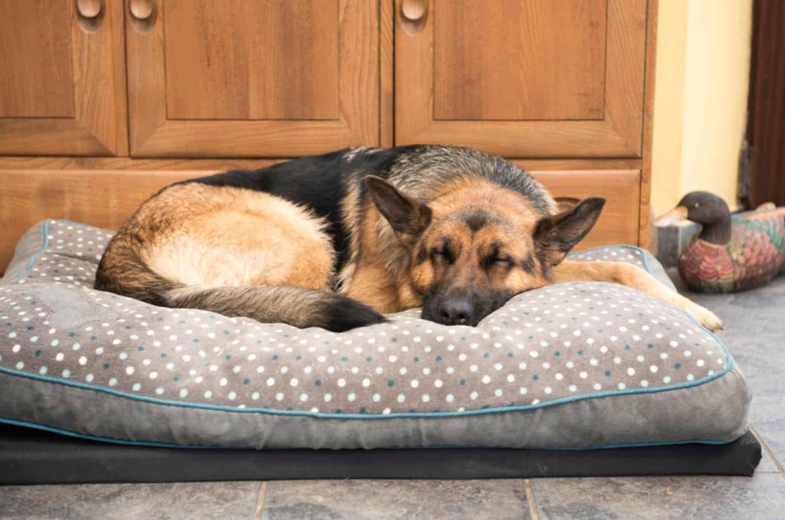 perro pastor alemán durmiendo en su cama