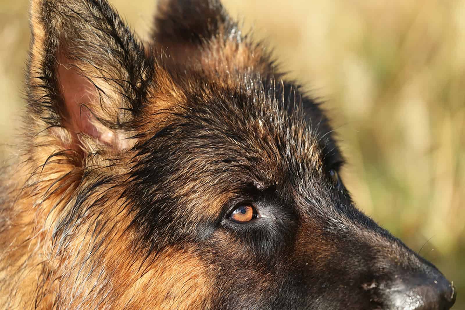 perro pastor alemán en la naturaleza