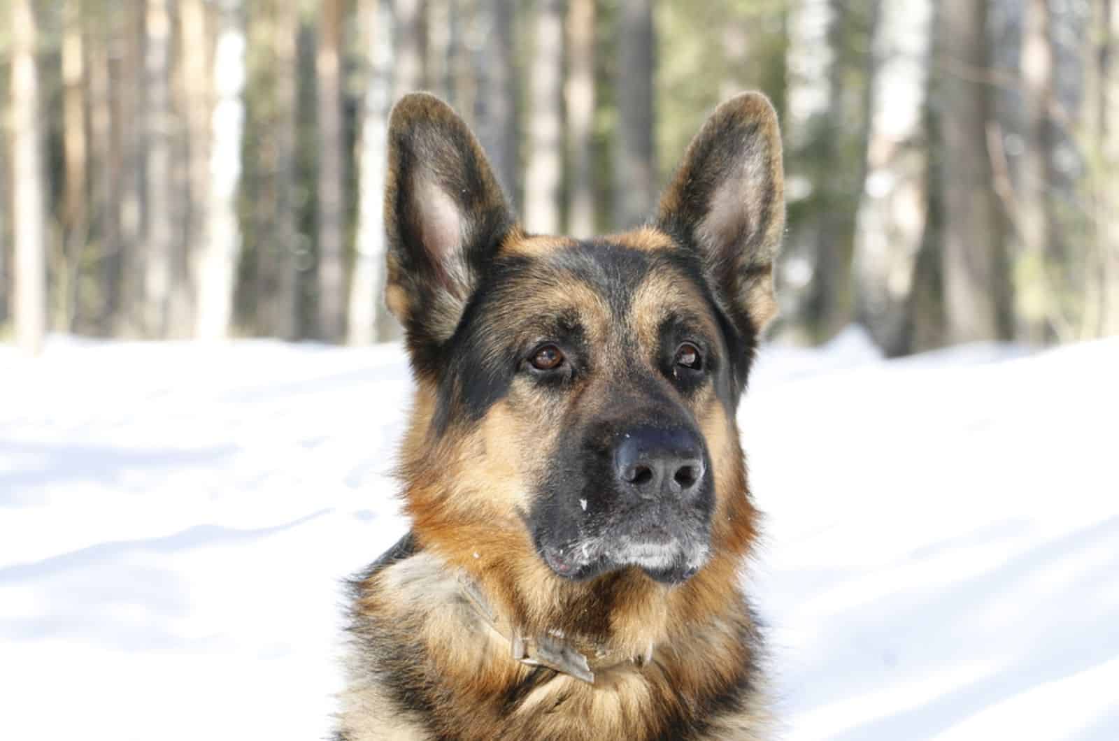 perro pastor alemán en la nieve