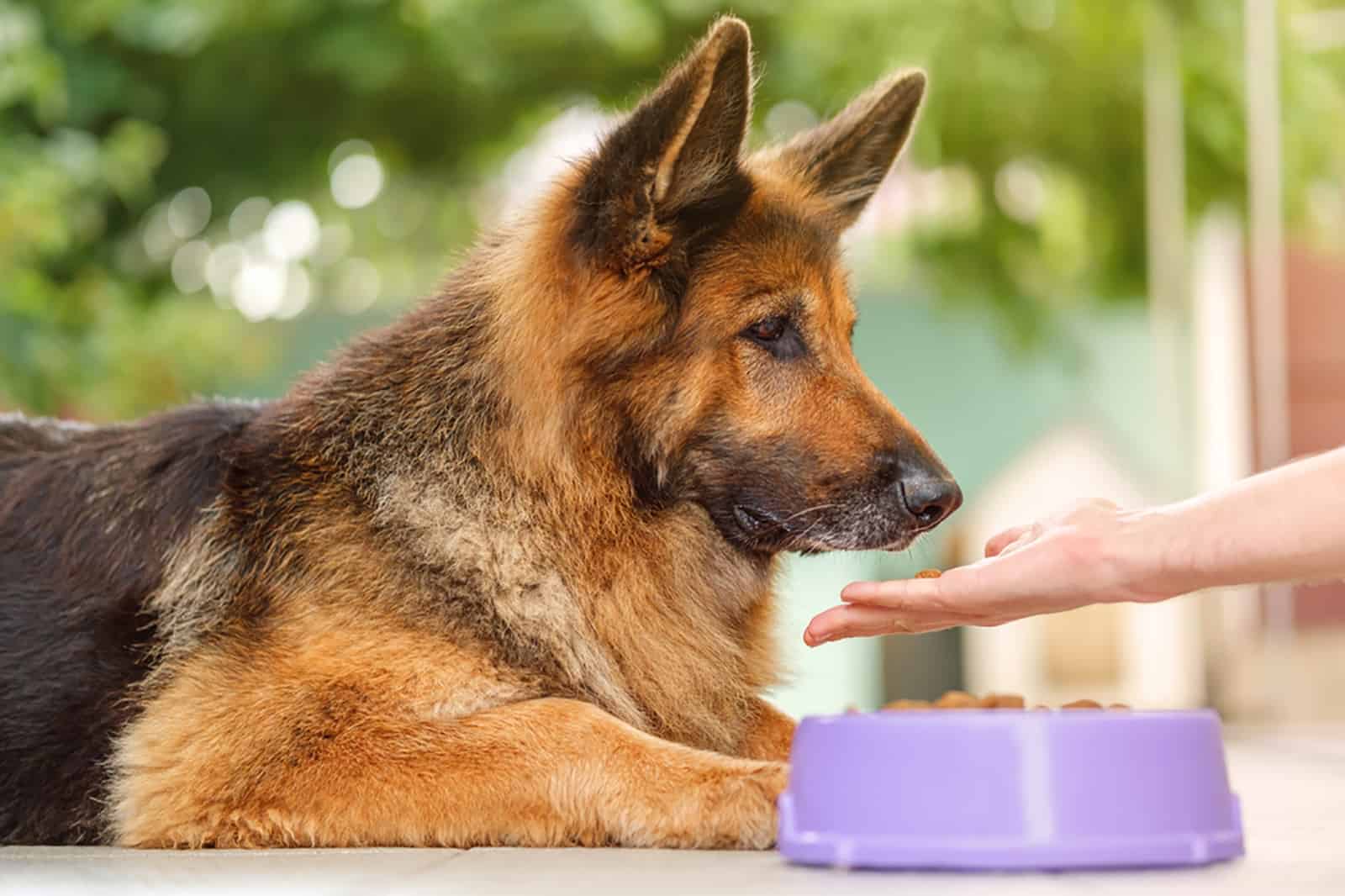 perro pastor alemán comiendo de la mano de su dueño al aire libre
