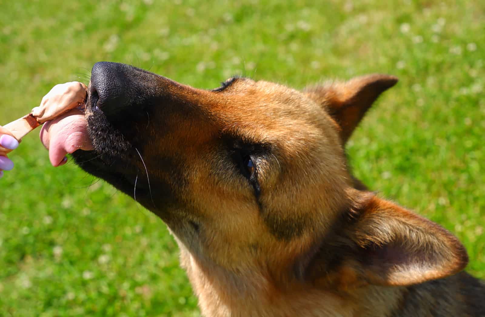 perro pastor alemán comiendo helado de la mano del dueño