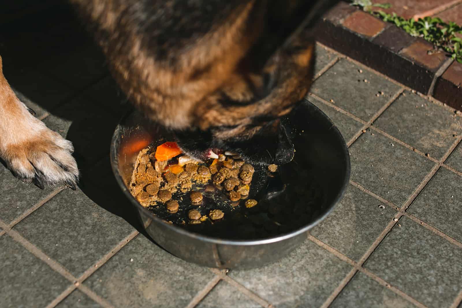perro pastor alemán comiendo de un tazón