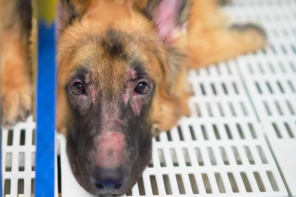cara de perro pastor alemán perdiendo pelo