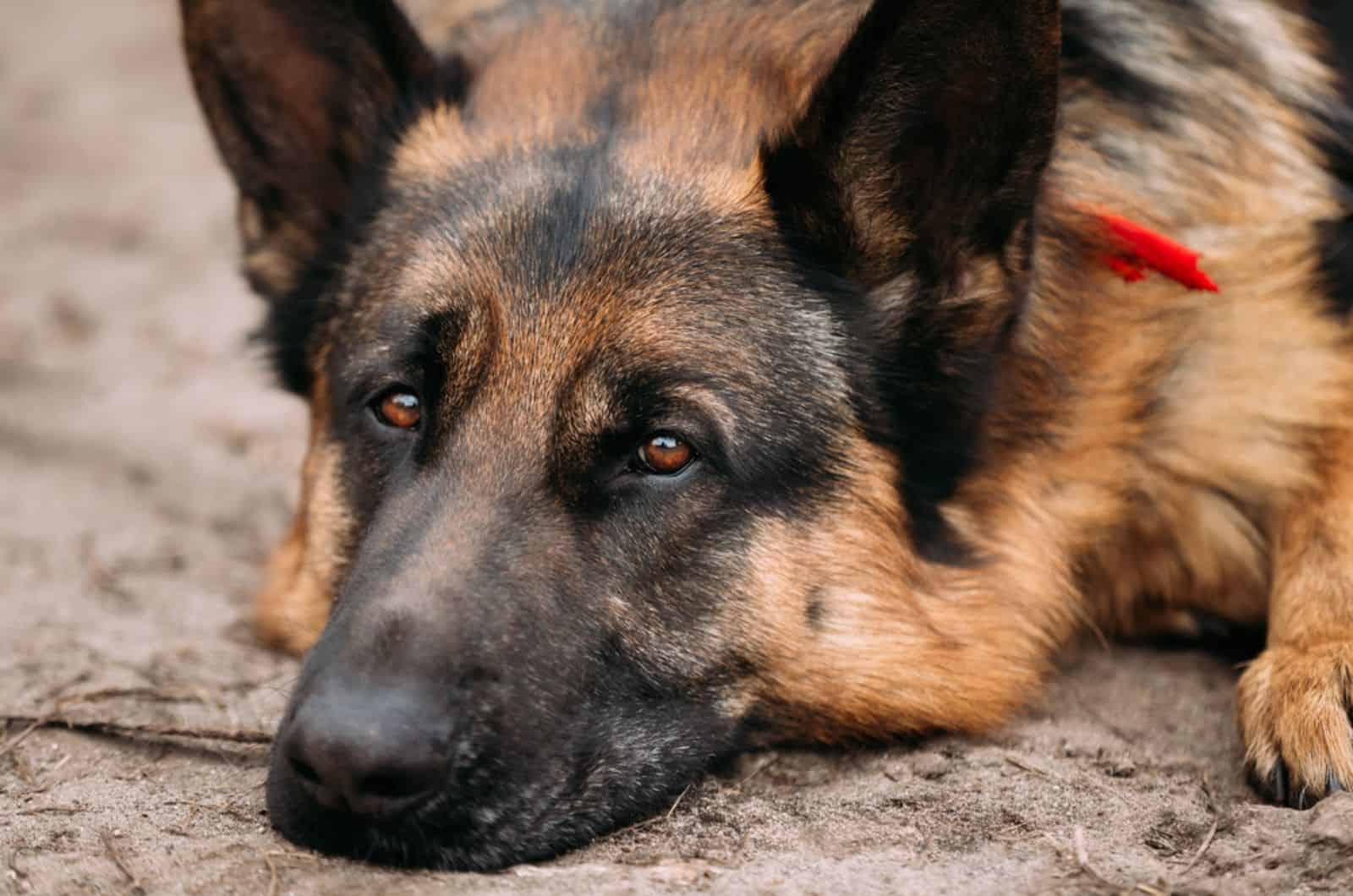 perro pastor alemán acostado en el suelo