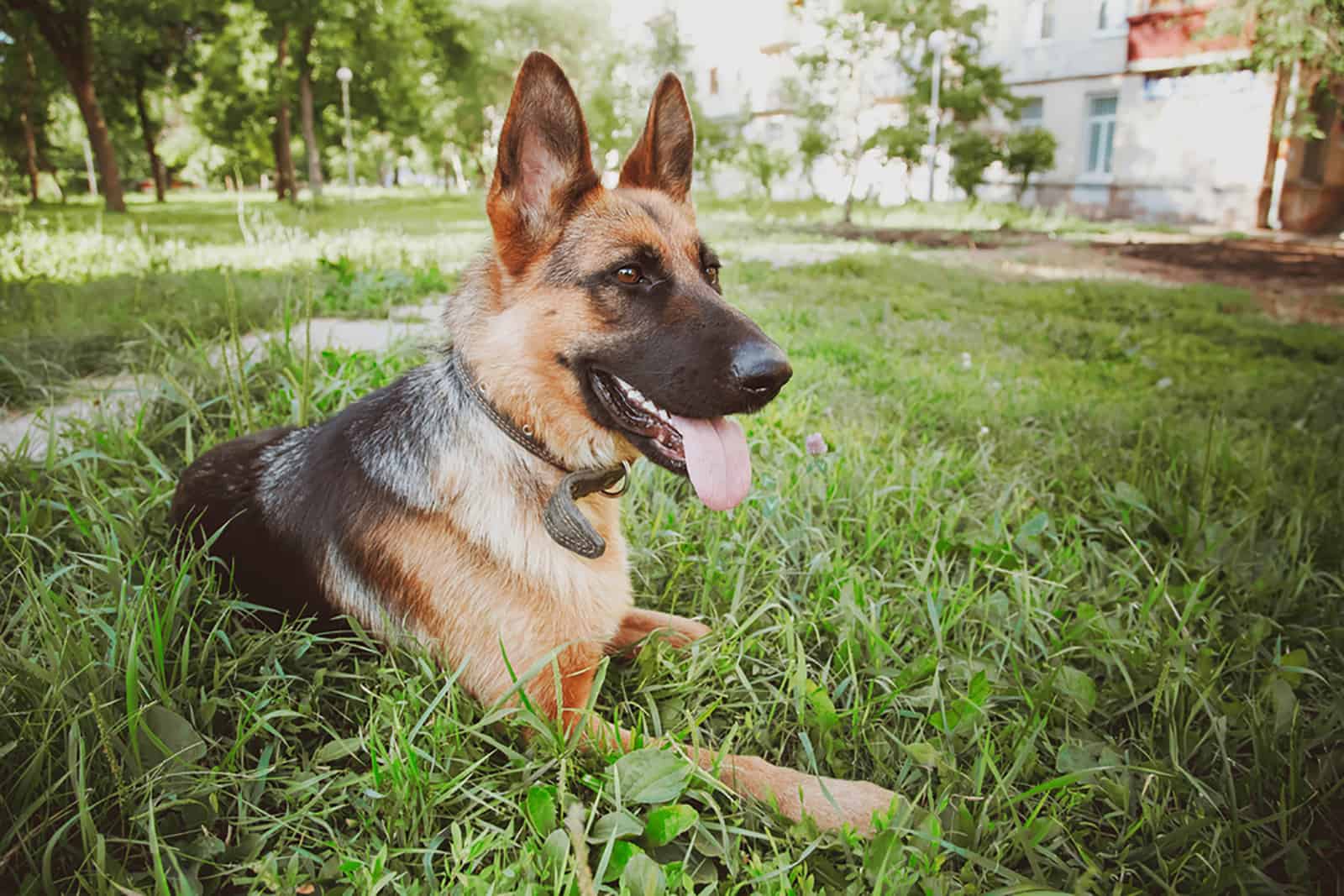 perro pastor alemán acostado en el césped en el parque