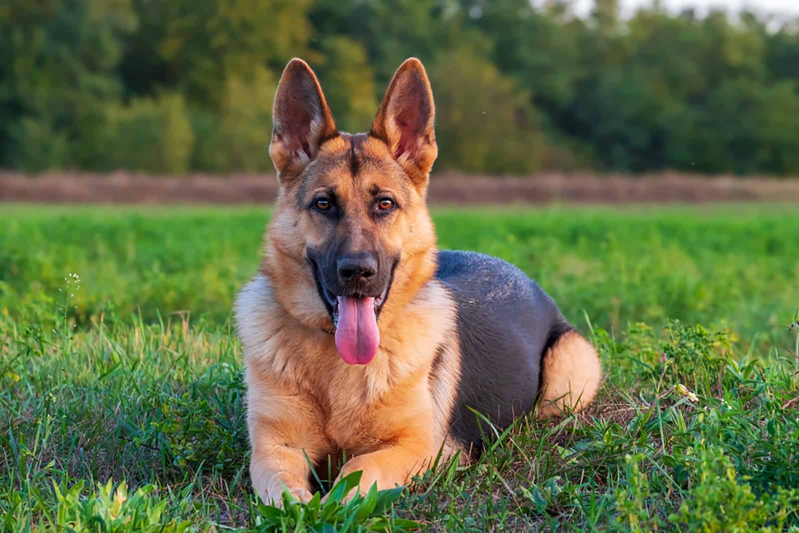 perro pastor alemán acostado en un césped en un día soleado