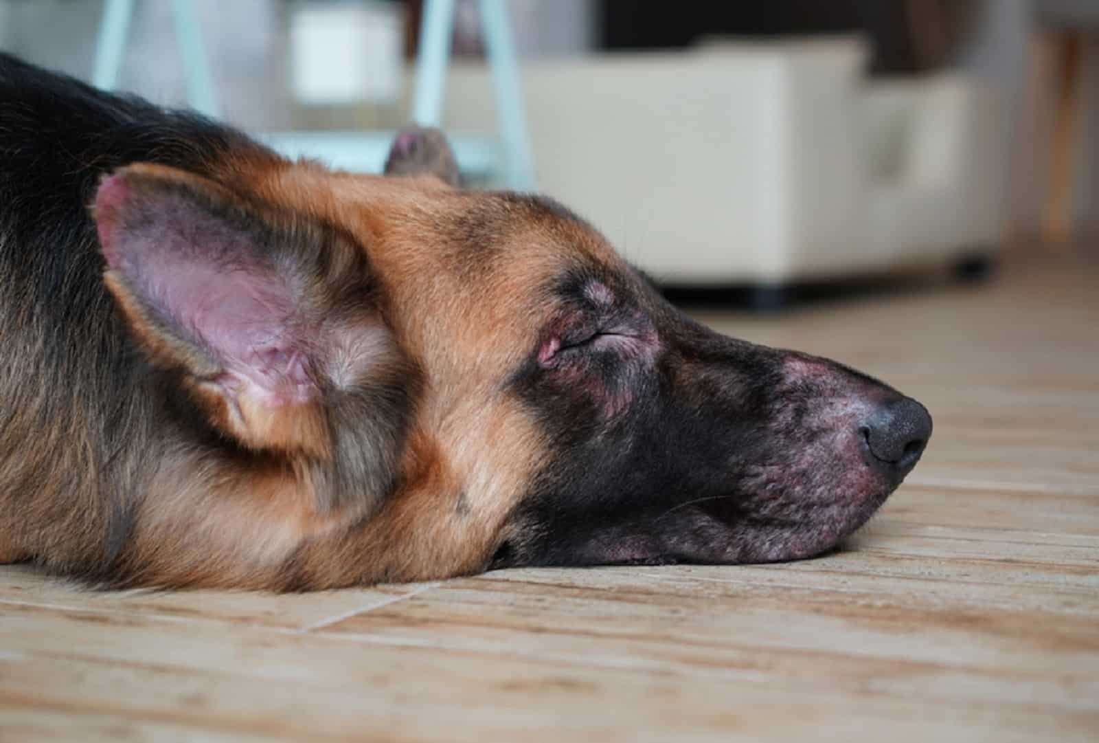 perro pastor alemán acostado en el suelo perdiendo pelo en su cara