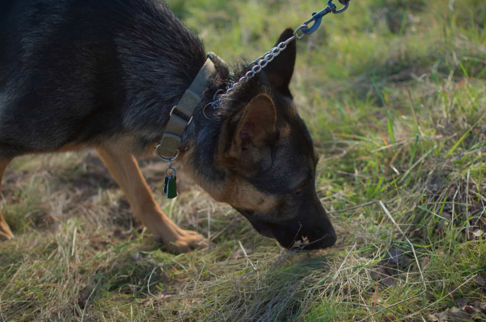 perro pastor alemán con correa olfateando alrededor