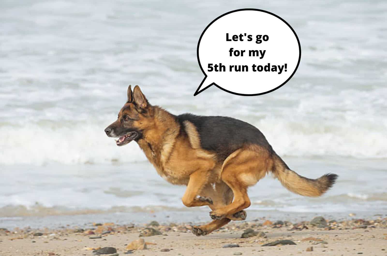 perro pastor alemán corriendo en la playa