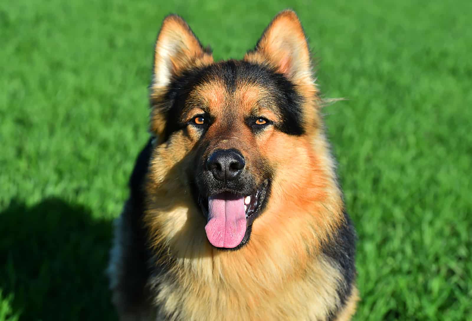 perro pastor alemán sentado en el campo en un día soleado