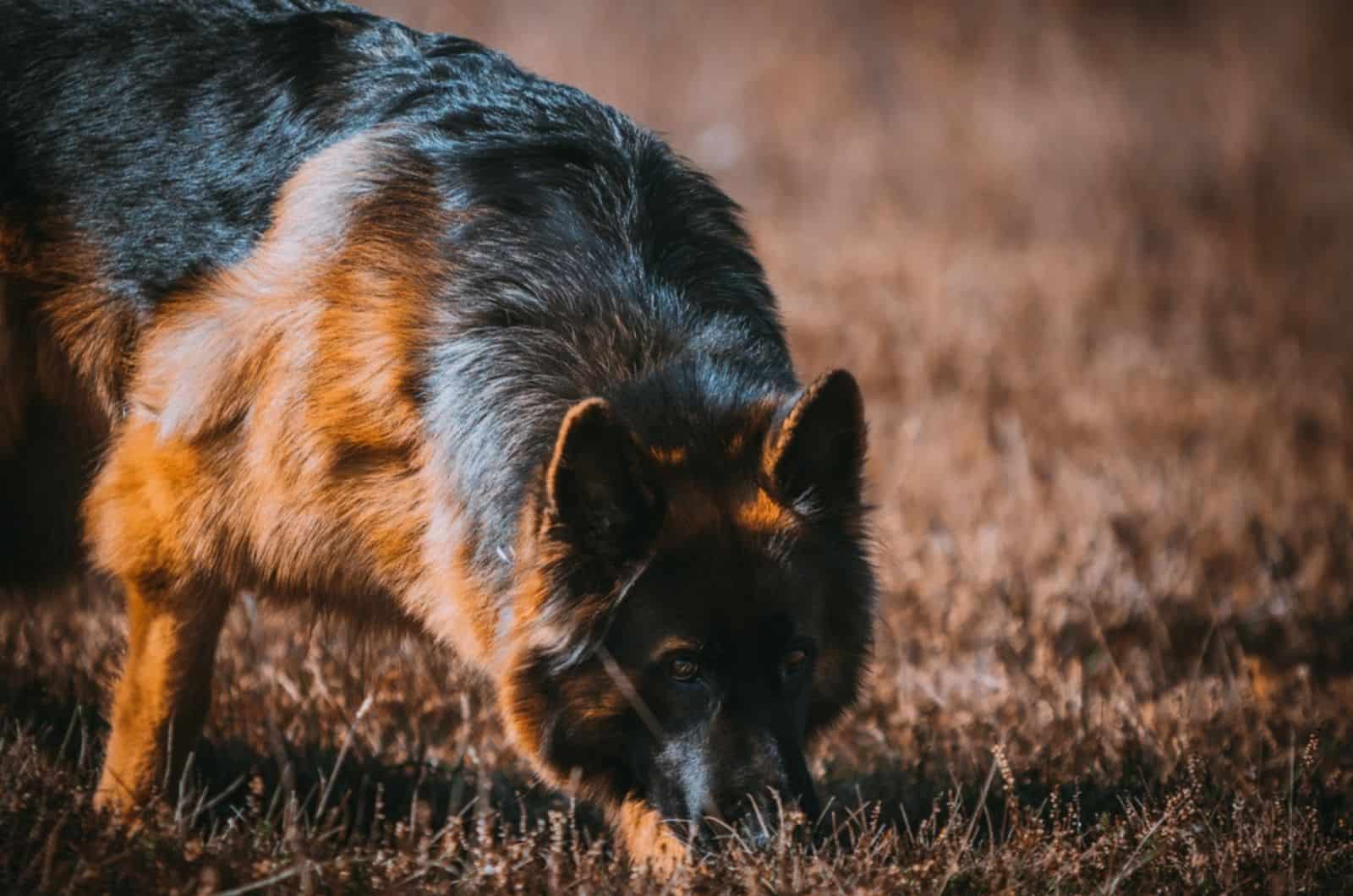 perro pastor alemán olfateando en la hierba