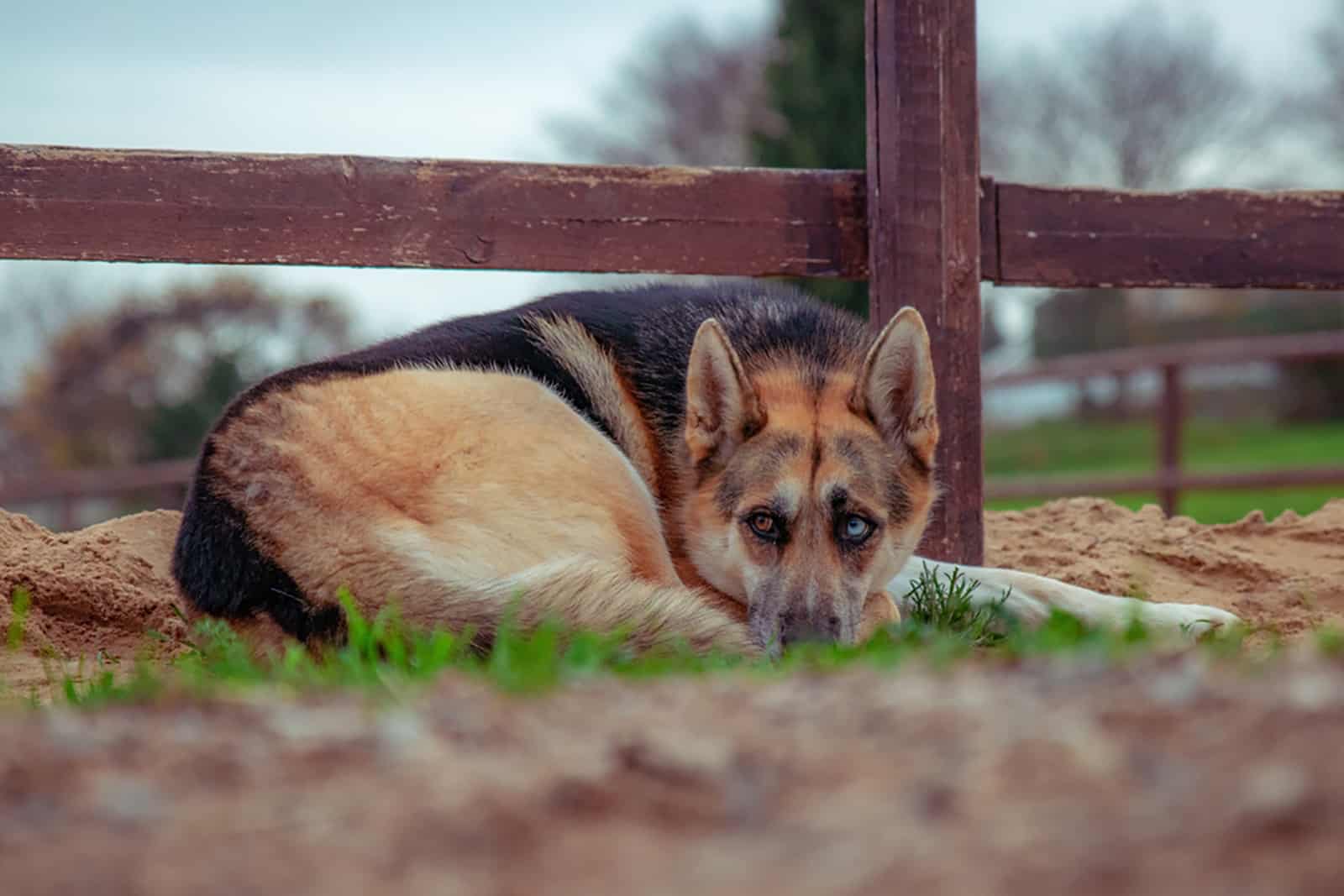 perro pastor alemán con síndrome de heterocromía acostado en el césped