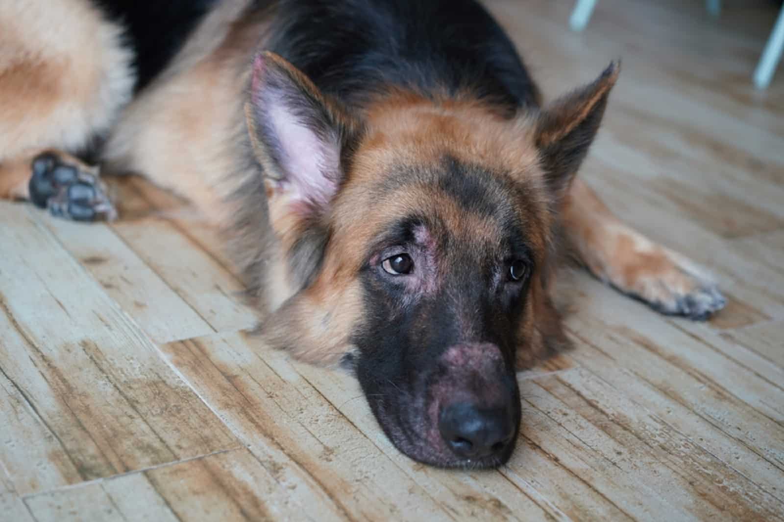 perro pastor alemán con erupción en la piel en la cara por infección alérgica