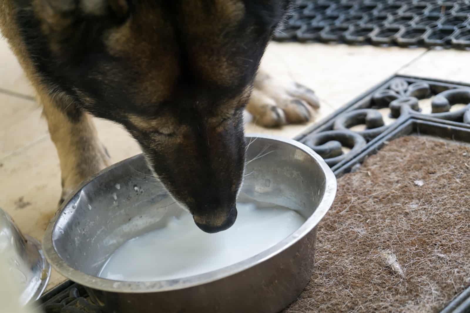 pastor alemán bebiendo leche de un tazón