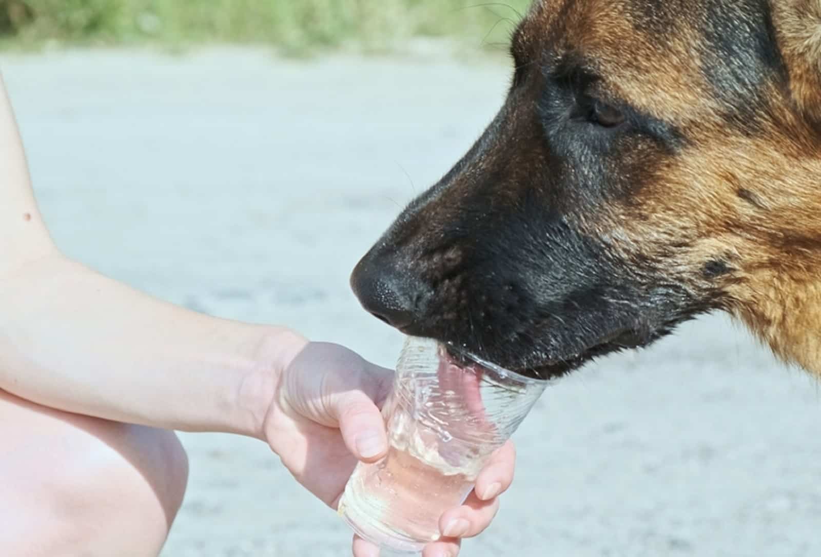 pastor alemán bebiendo agua de un vaso de plástico