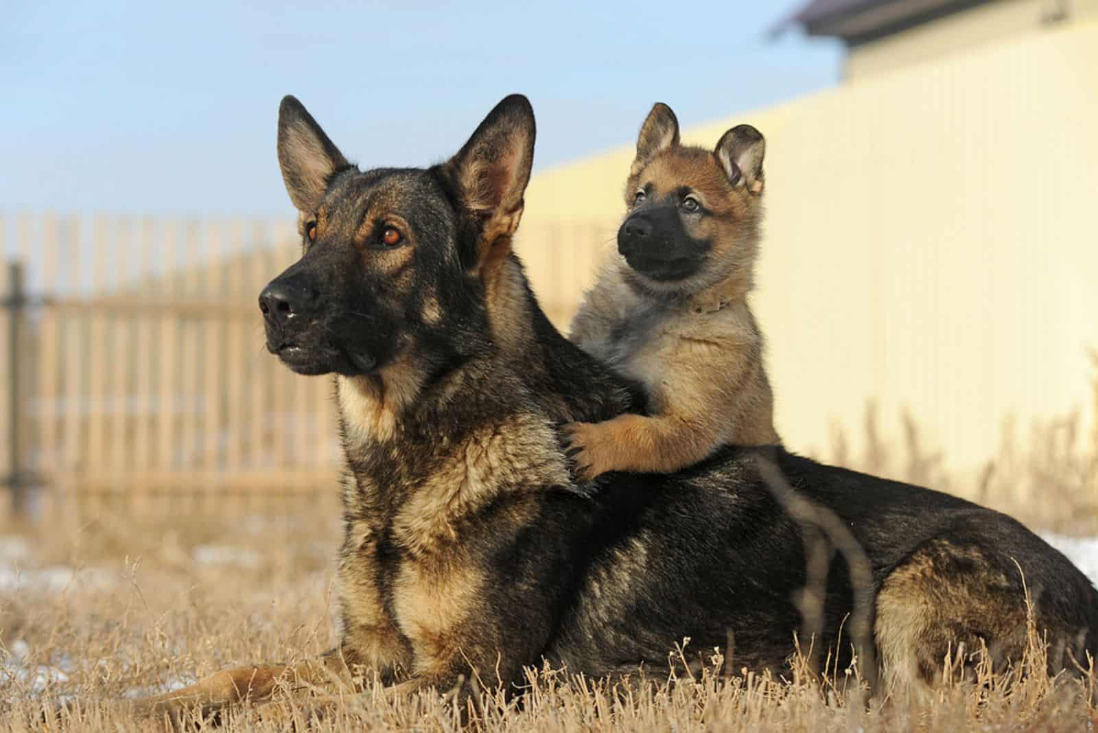 Madre Pastor Alemán con su cachorro