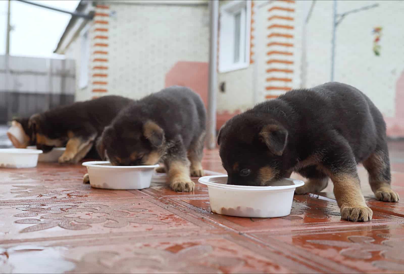 cachorros de pastor alemán comiendo de un tazón al aire libre
