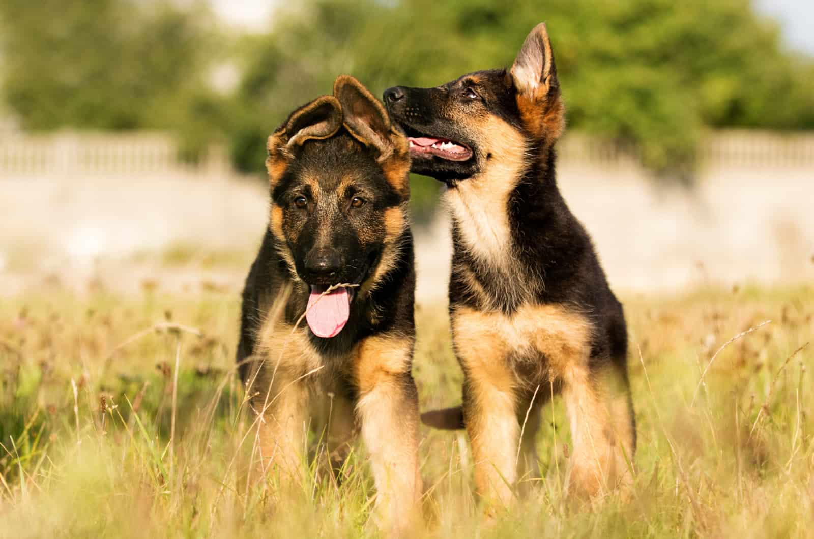 cachorros de pastor alemán lamiendo la oreja