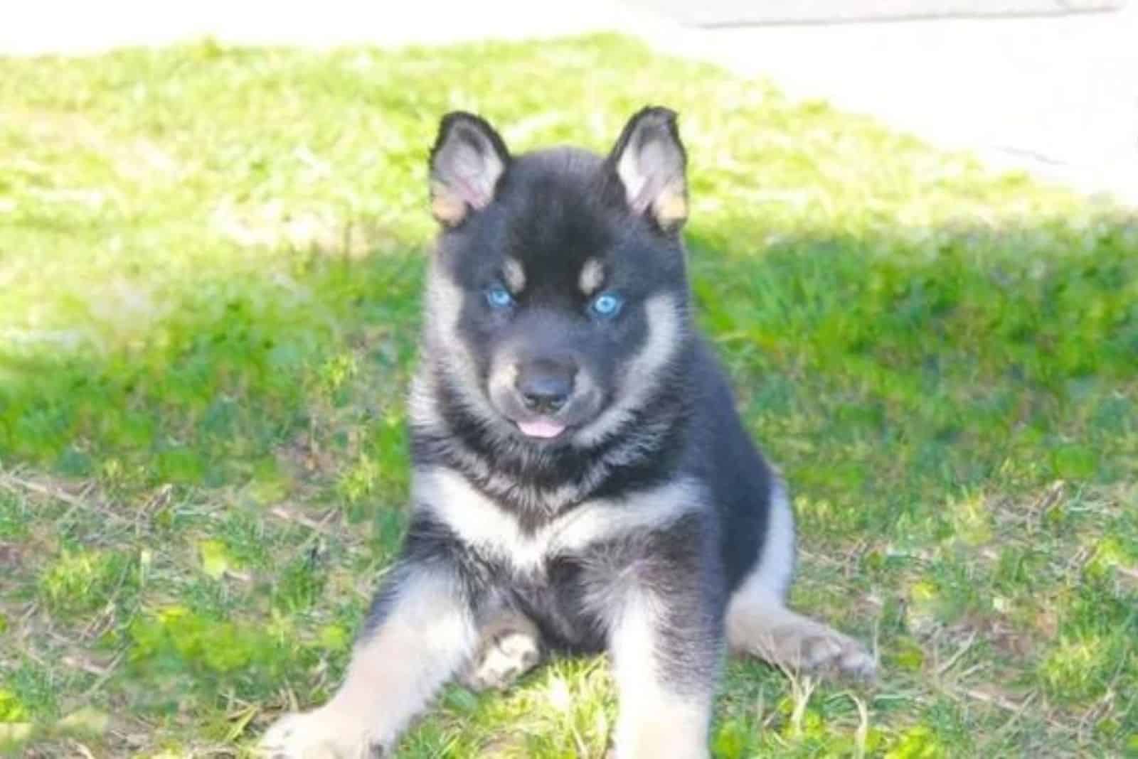 cachorro de pastor alemán con ojos azules