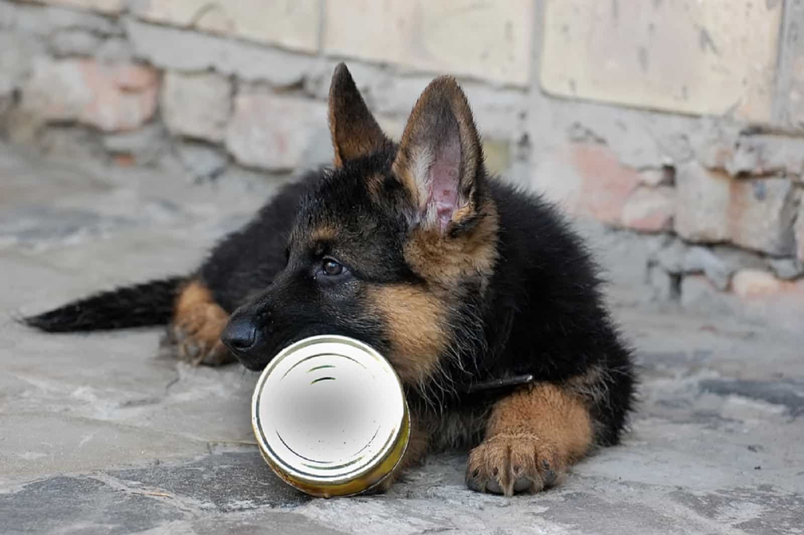 pastor alemán cachorro jugando con lata de comida vacía